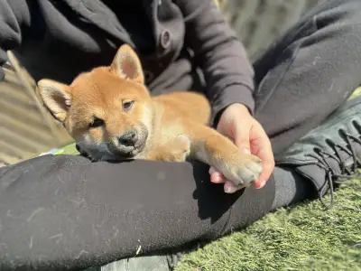 Shiba - Bravados Chiyuki