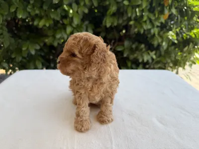 Caniche Nain - Icon