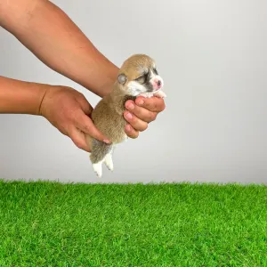 Pembroke Welsh Corgi - Aruna