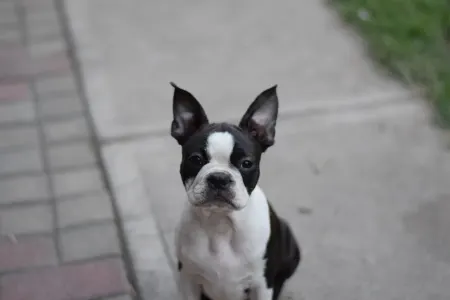 Boston Terrier - Günther