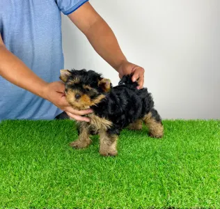 Yorkshire Terrier - Adia