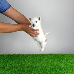 West Highland White Terrier - Jette