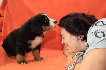 Bernese Mountain Dog - Elly