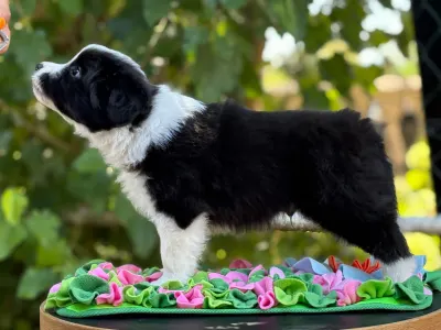 Border Collie - Legacy Live Forever Pieces Of A Dream