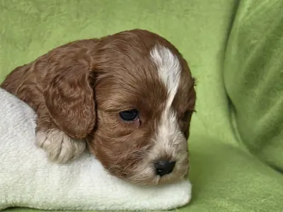 Cavapoo - Joker