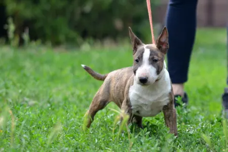 Bullterrier pitic - Nolan