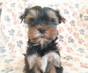 Yorkshire Terrier - Happy Hour