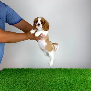 Cavalier King Charles Spaniel - Tici