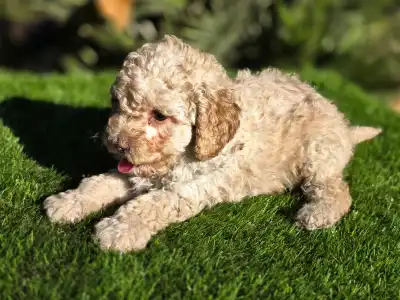 Cavapoo - Moha