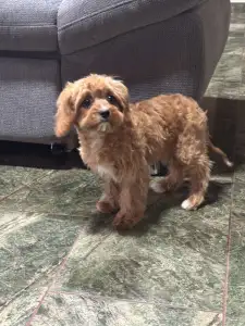 Cavapoo - Mici