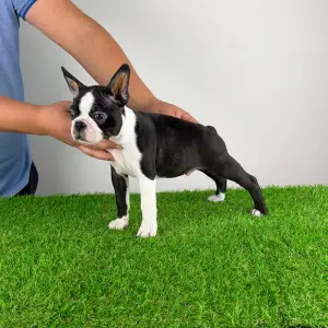 Boston Terrier - Dave