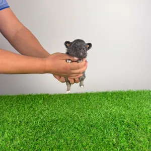 Чихуахуа - Opera