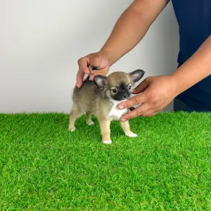 Chihuahua - Kimi
