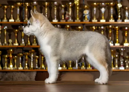 Szibériai husky - Saint Michael Island Impossible But Not For Me 