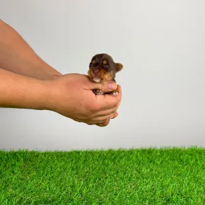 Yorkshire Terrier - Livius