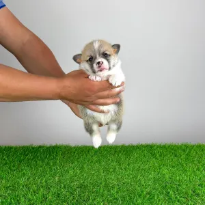 Pembroke Welsh Corgi - Zuro