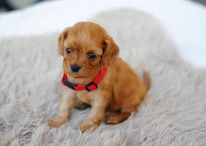 Cavapoo - Bijoue