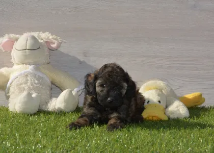 Poodle Miniature - Sweet Pie