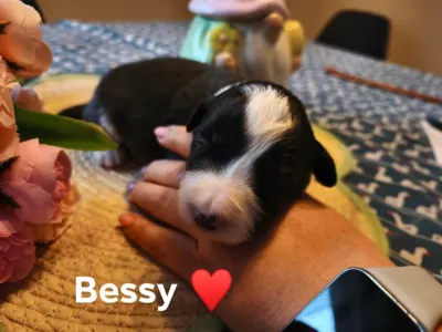 Border Collie - Bessy