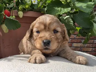Cavapoo - Bigbob