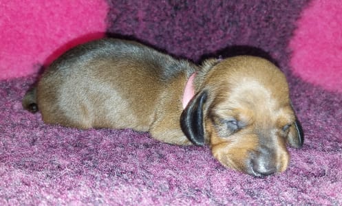 Dachshund - Elizabet