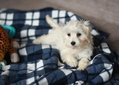 Maltipoo - Mario