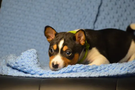 Basenji - Lucky Alien