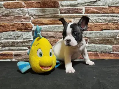 Bulldog francez - Ibra