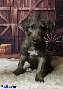 Irischer Wolfshund - Baltazár