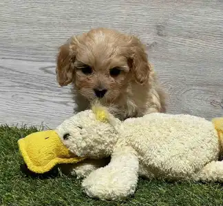Cavapoo - Ecco