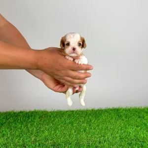 Cavalier King Charles Spaniel - Lotus