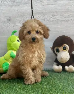 Cavapoo - Edgar