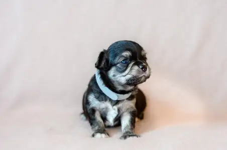 Chihuahua - Frodo Wonderful Grove