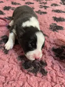 Border Collie - Lila Nyakörv/ Fekete Kan