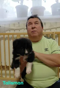 Border kolie - Talisman