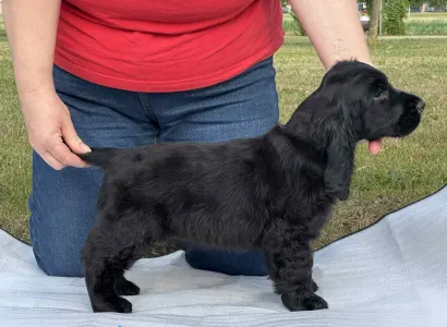 English Cocker Spaniel - Jack