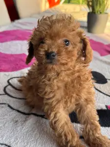 Poodle Toy - Zserbó