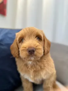 Labradoodle - Dertons Woody