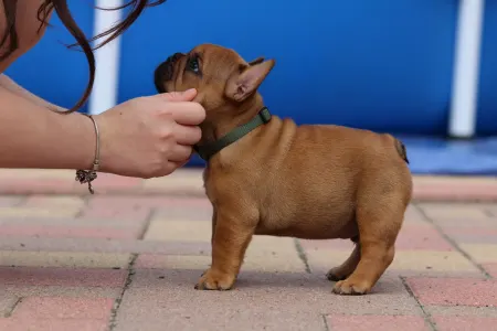 Francia bulldog - Ultron