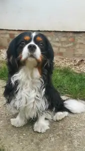 Cavalier King Charles Spaniel - Blackmeno-házi Xavier ( Diégó)