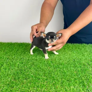 Chihuahua - Lindra