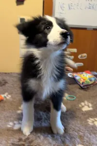 Border Collie - Generico