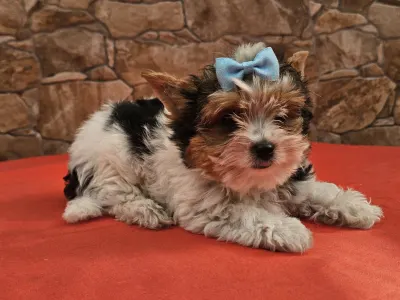 Biewer Terrier - Borisz