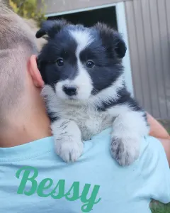 Border Collie - Bessy
