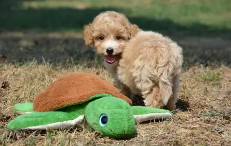 Maltipoo - Avokádó 