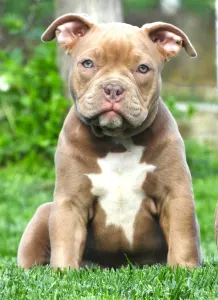 American Bully - Pocket - Ghostface Fighters Luna