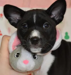 Basenji - Black&white Girl Name- Oyana Lucky Alien 
