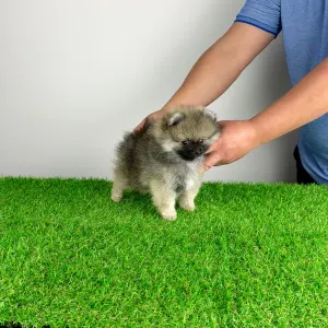 Poméranien - Prissy