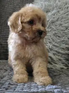 Cavapoo - Hunter