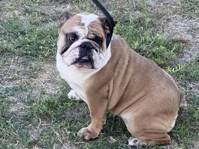 Bulldog - Legendary Winners Lasa